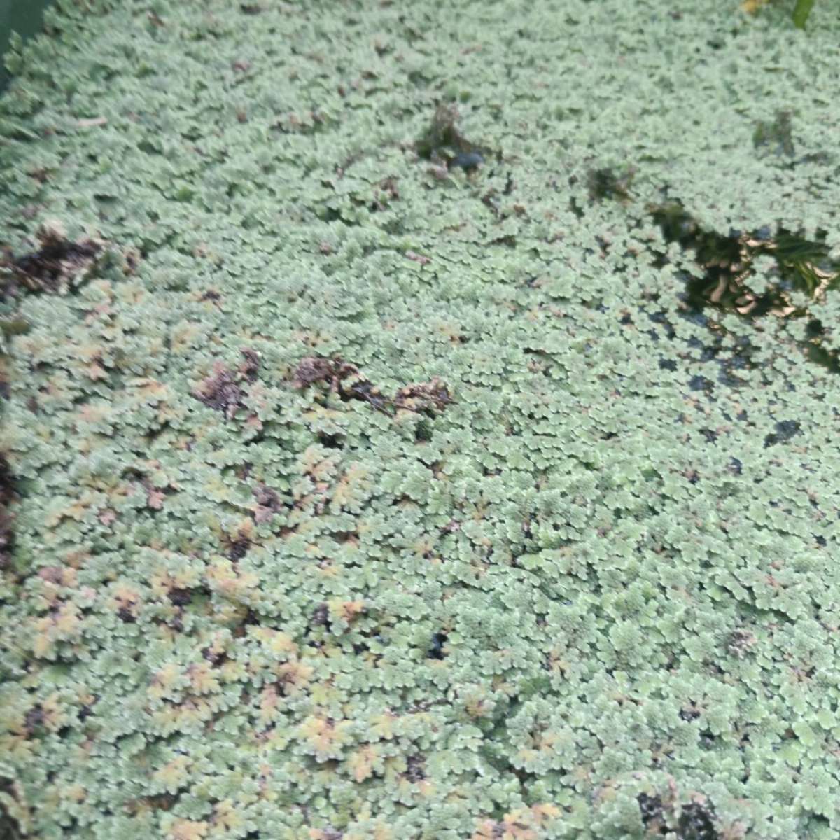 Azolla Caroliniana