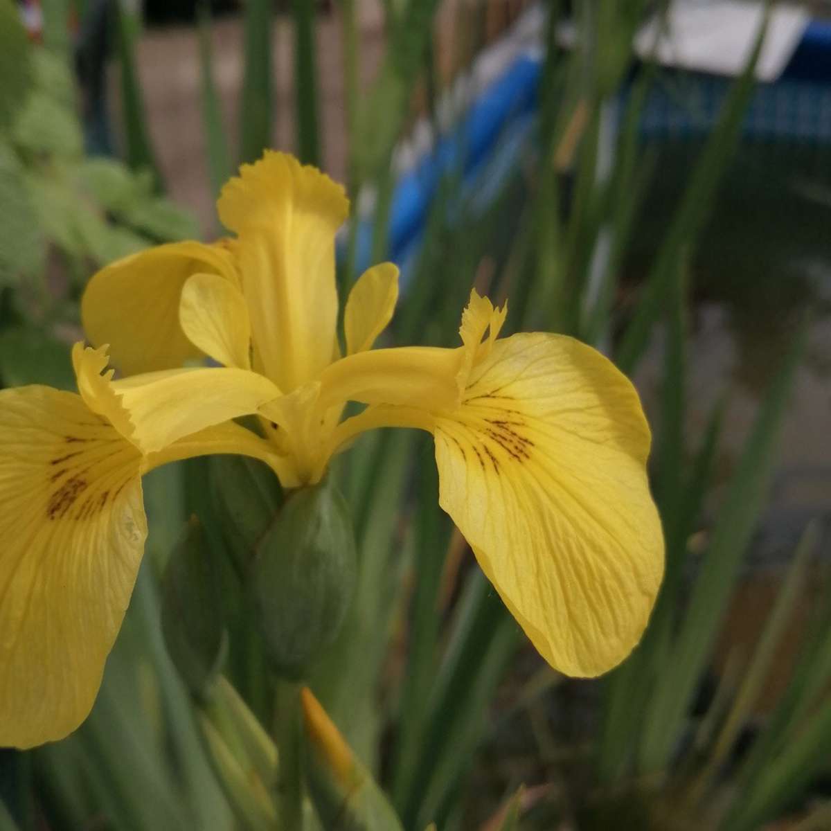 Iris pseudacorus (iris des marais)