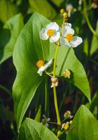 Sagitaria latifolia