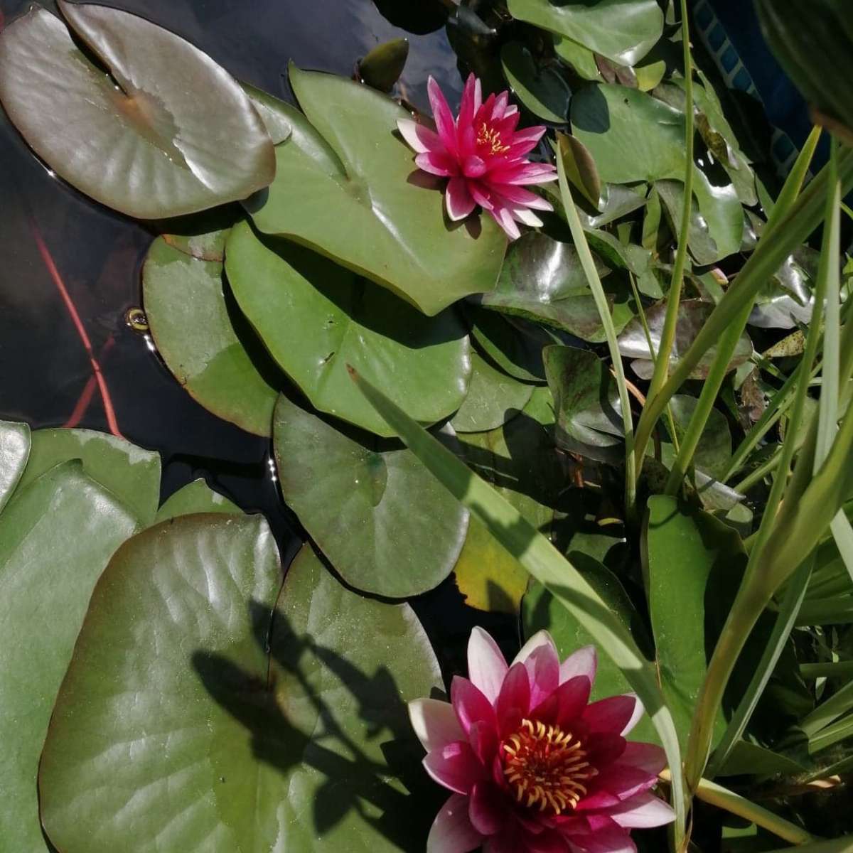 Nymphaea attraction