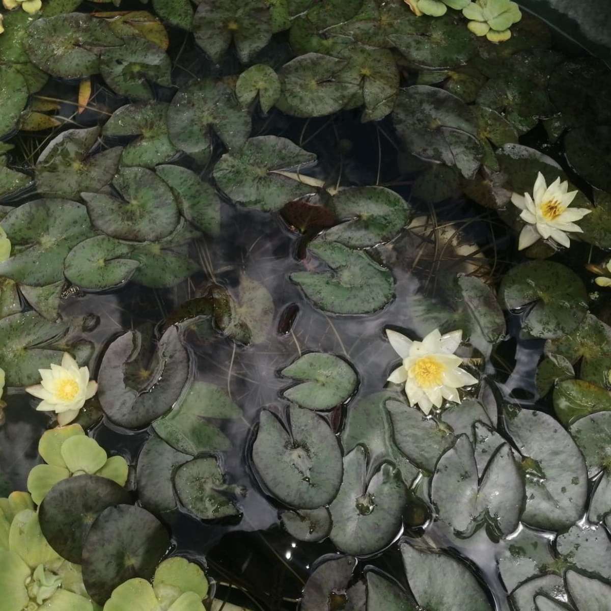 nymphaea pygmea helvola