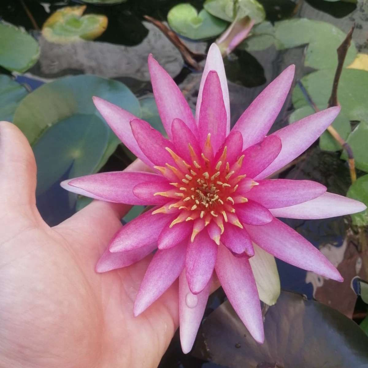 nymphaea newton