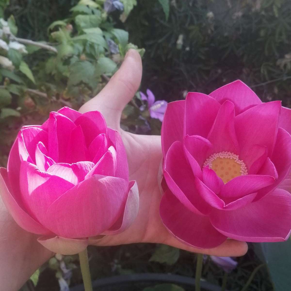 Nelumbo nucifera (lotus sacré)