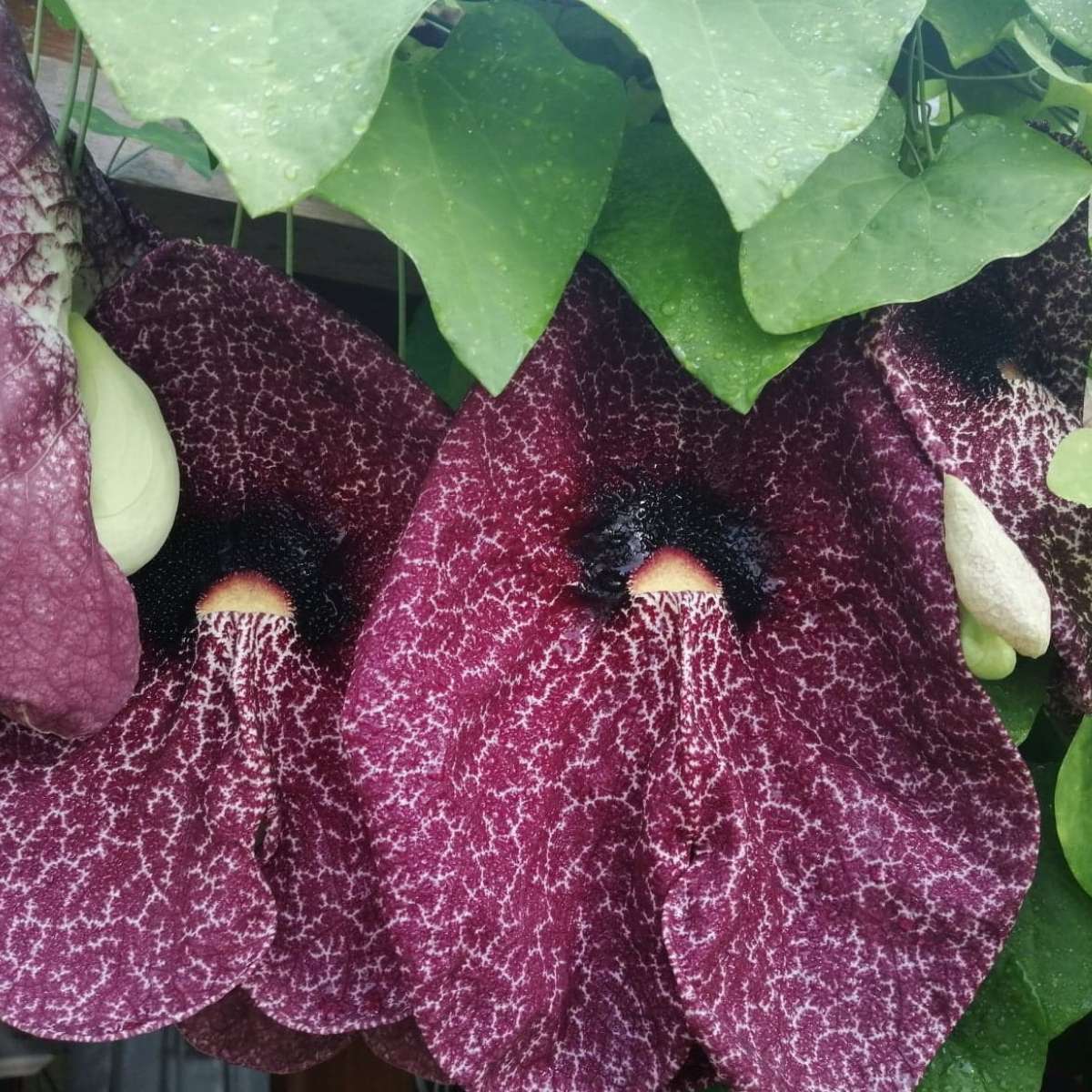 Aristolochia gigantea