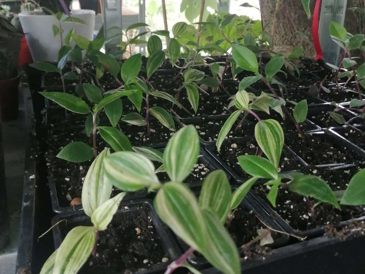 Tradescantia fluminensis (quadricolor)