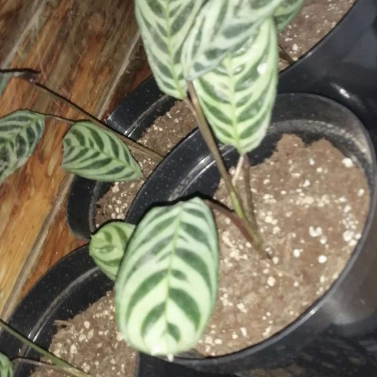 Ctenante burle marxii