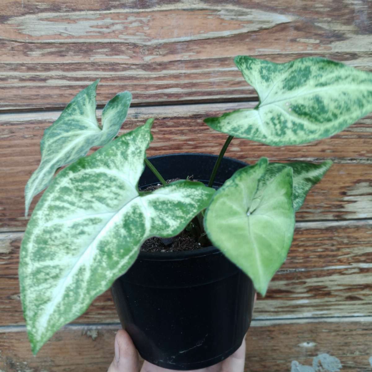 Syngonium podophyllum Arrow (pot 1L)
