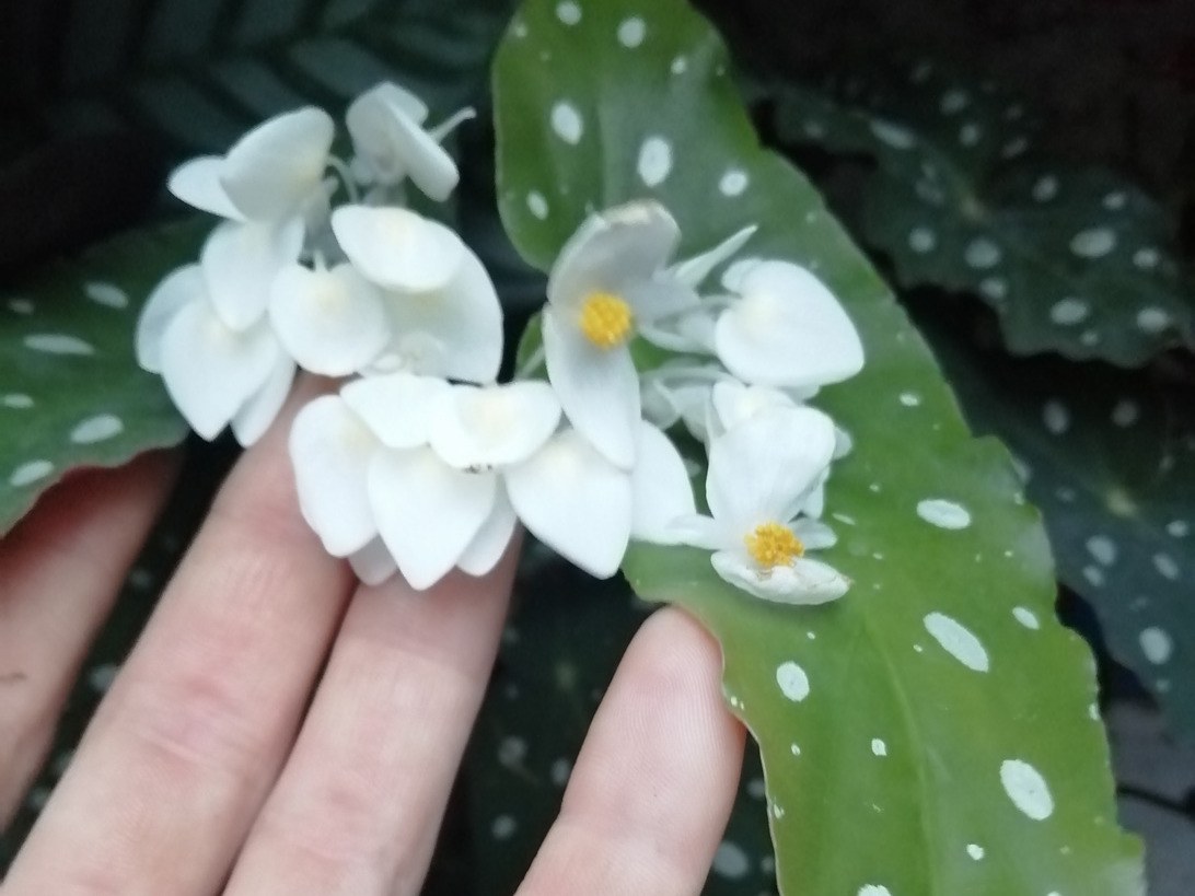 Begonia maculata- fleurs blanche