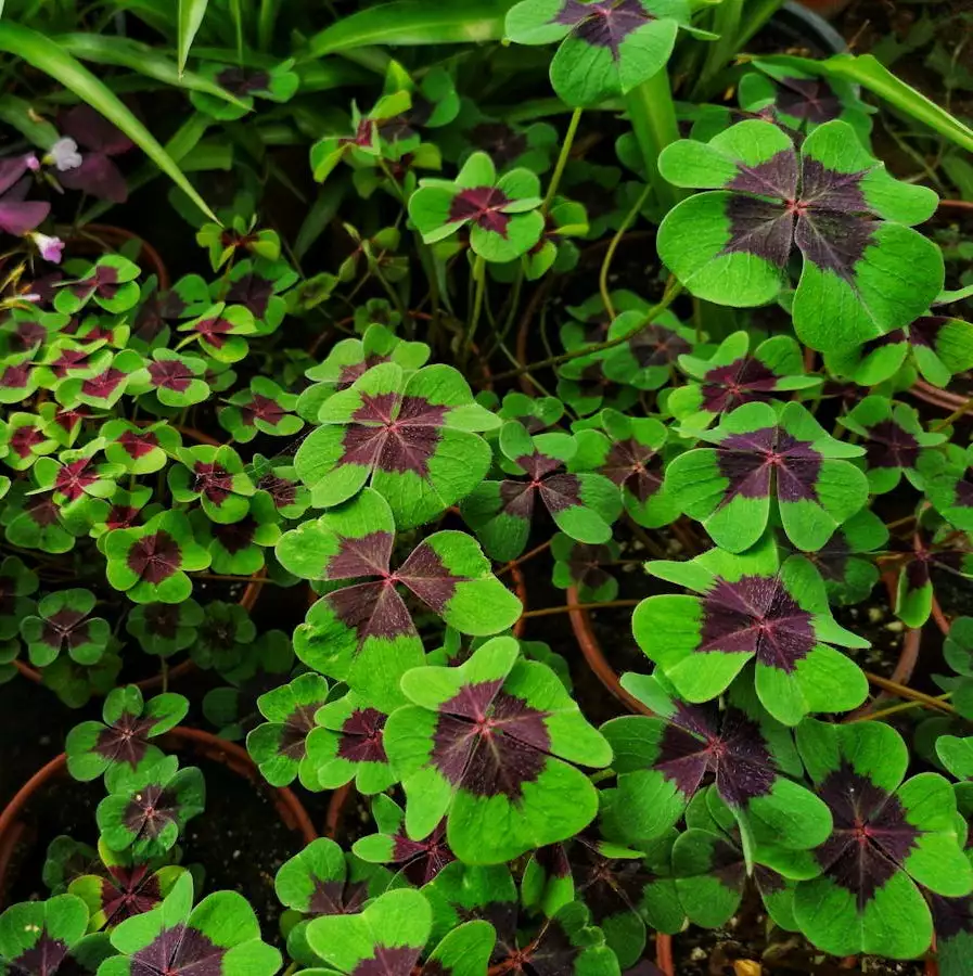 Oxalis deppei "Iron cross"