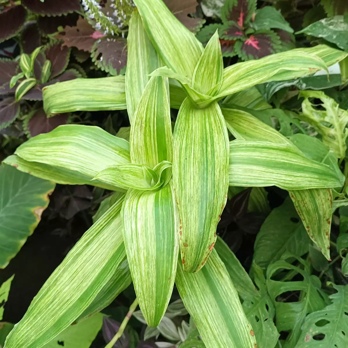 Calisia fragrans variégata "infinity"