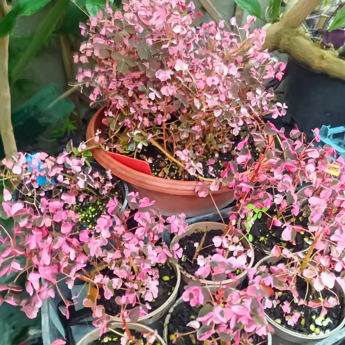 Oxalis vulcanicola variegata