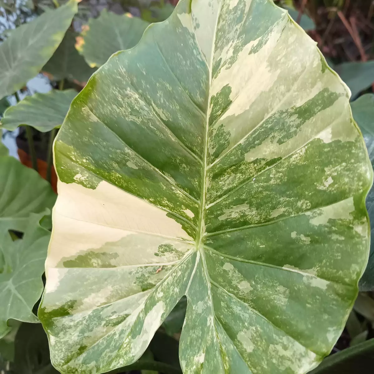 Alocasia gageana variegata