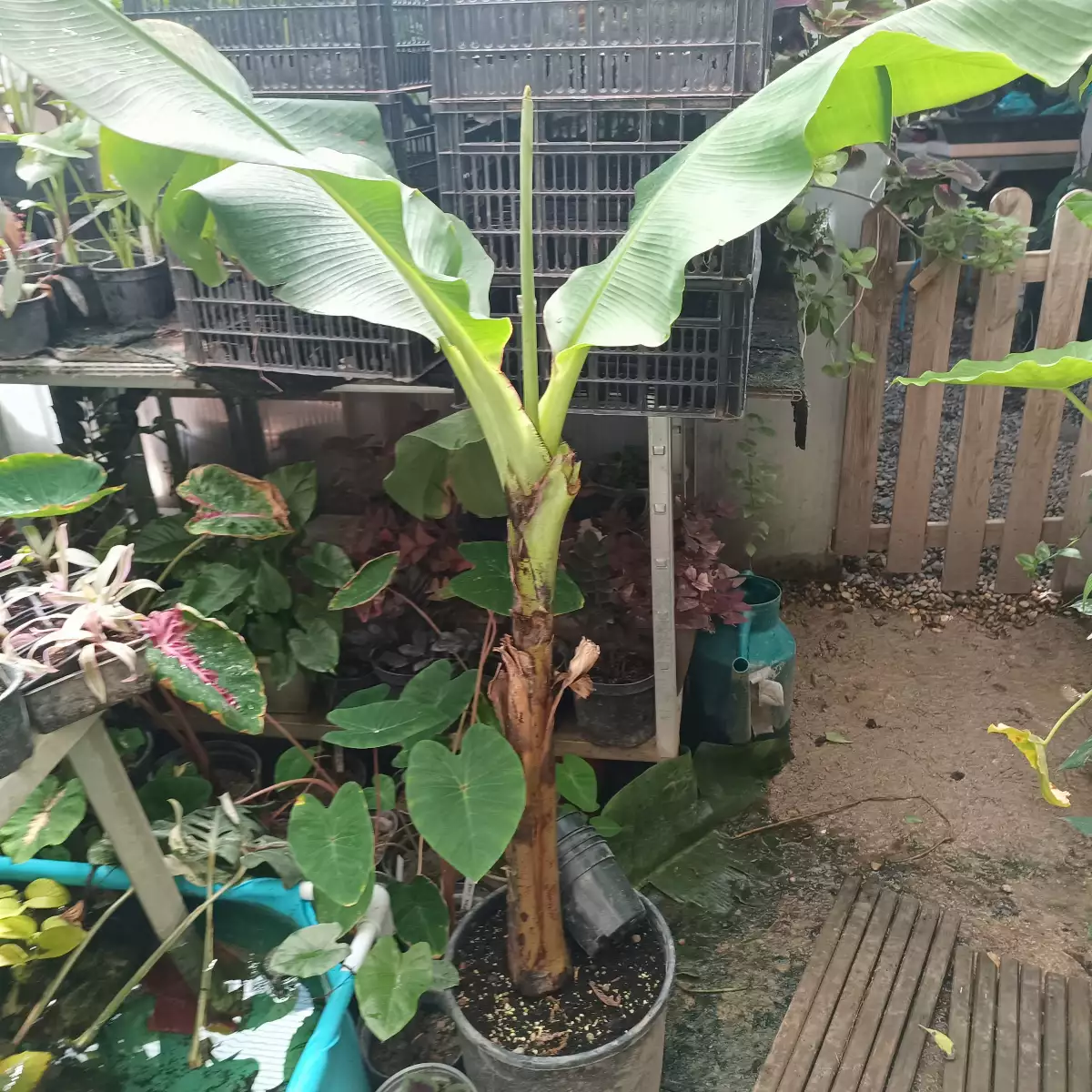 Musa acuminata dwarf Cavendish pot 25 litres hauteur 2 mètre