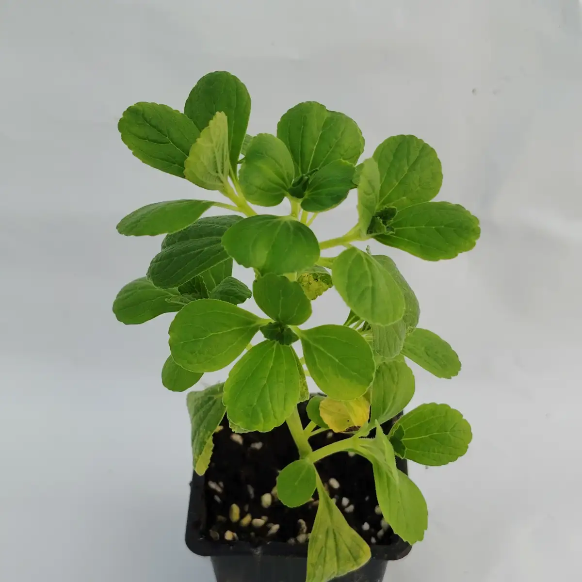 Plectranthus caninus