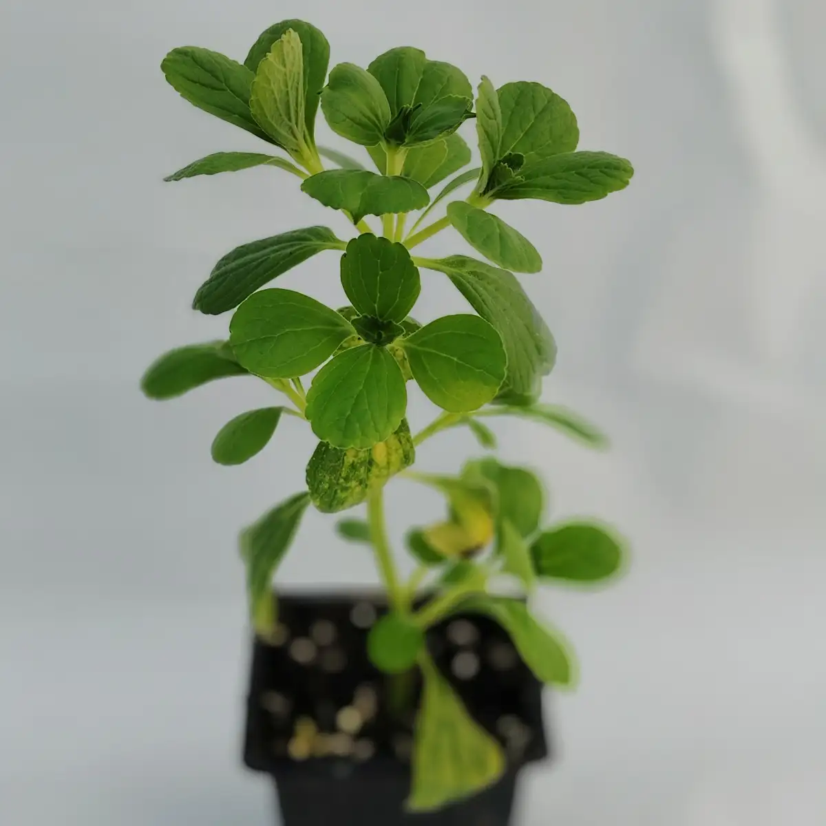 Plectranthus caninus