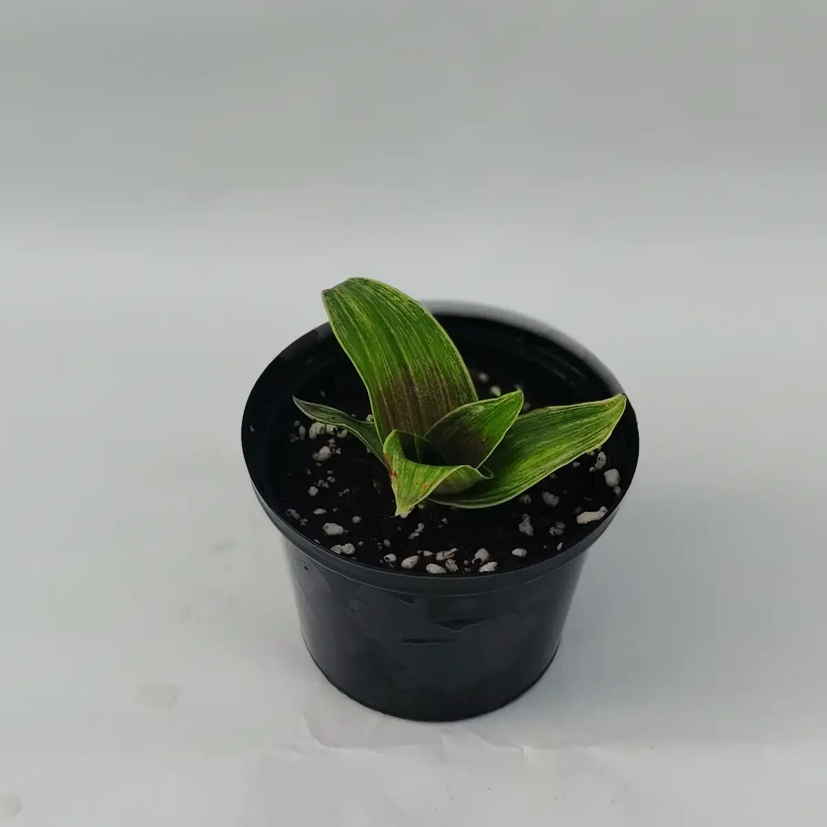 Calisia fragrans variégata "infinity"