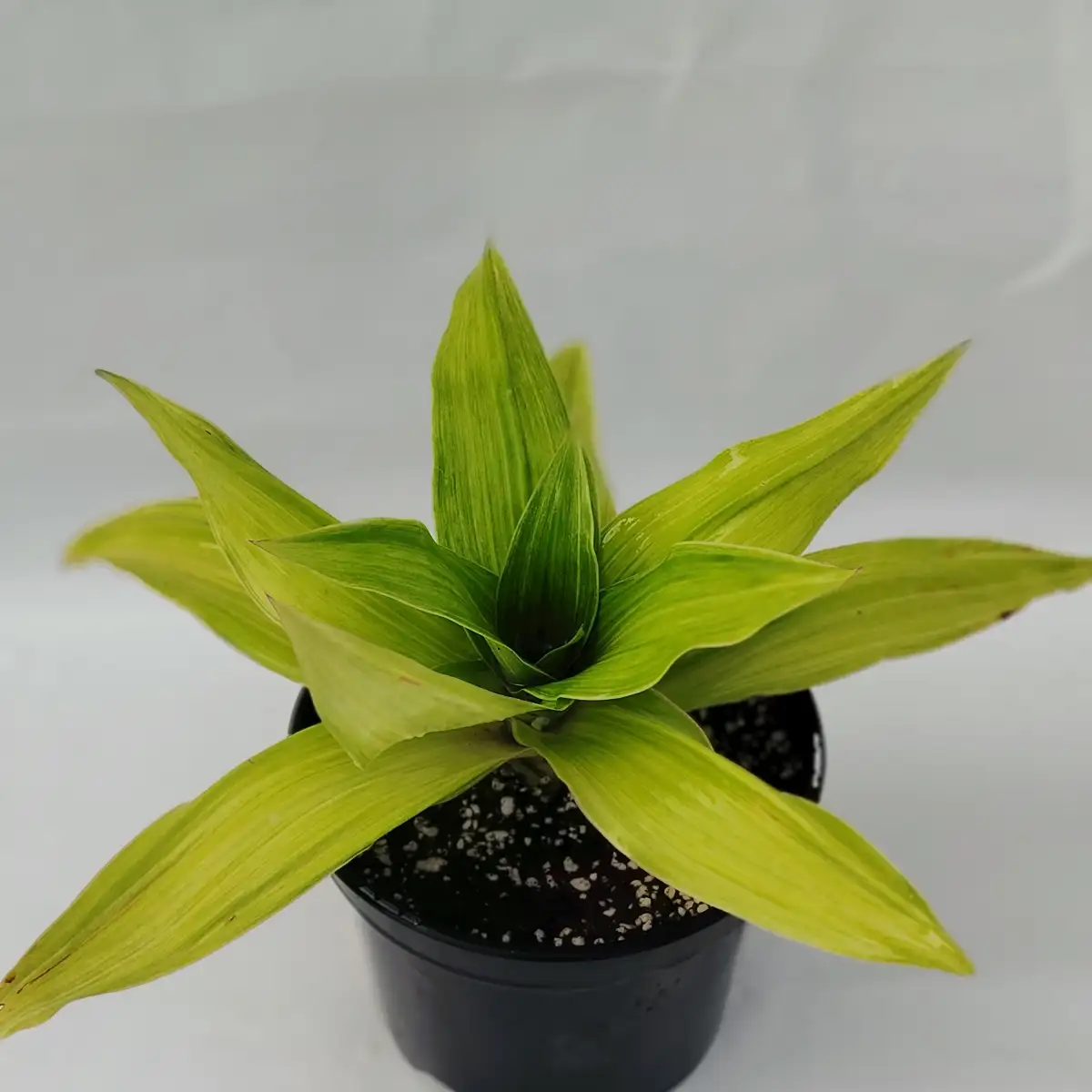 Calisia fragrans variégata "infinity"