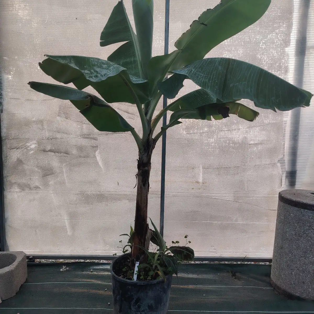 Bananier nain - Musa acuminata dwarf Cavendish pot 25 litres hauteur 2 mètre