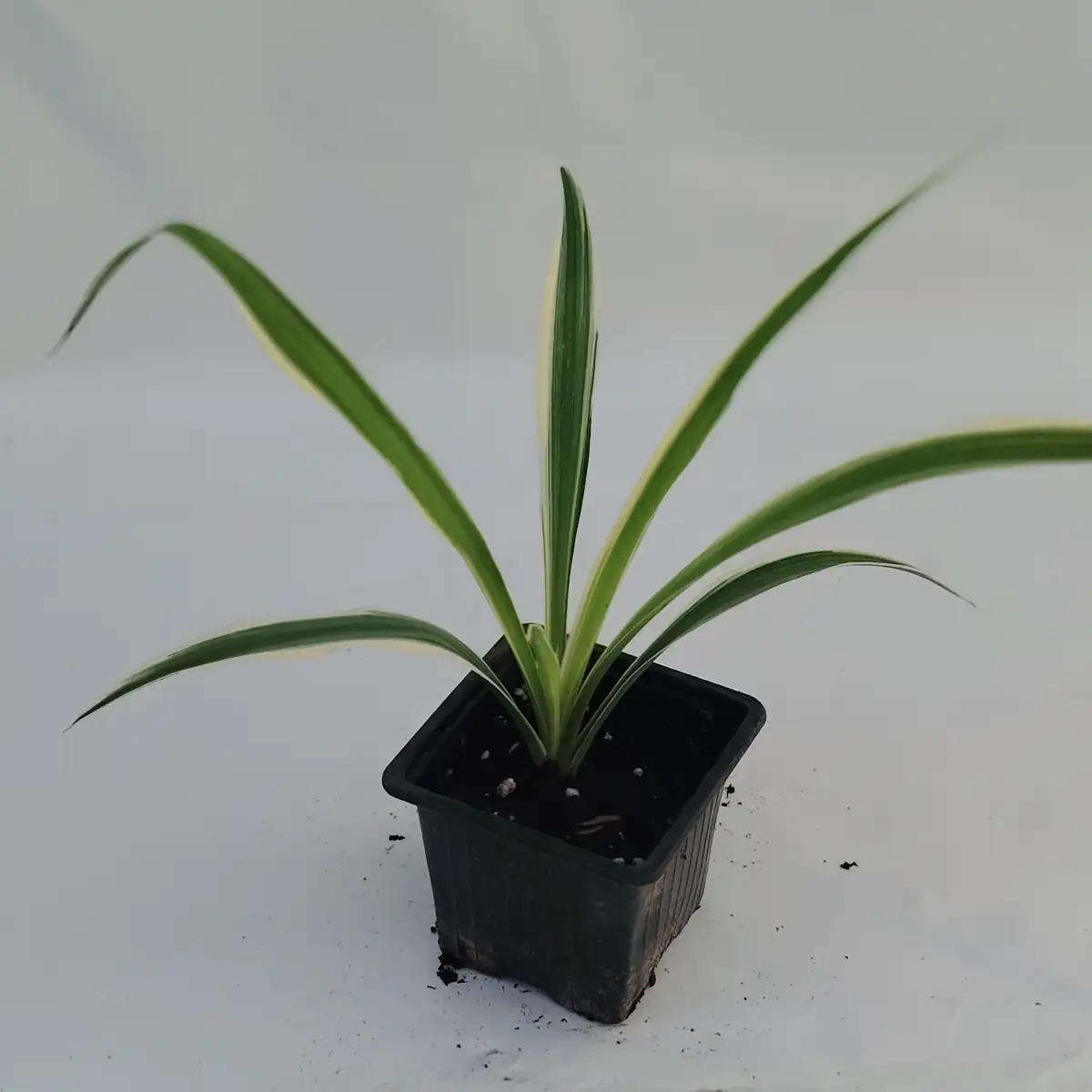 Chlorophytum comosum "variegatum"