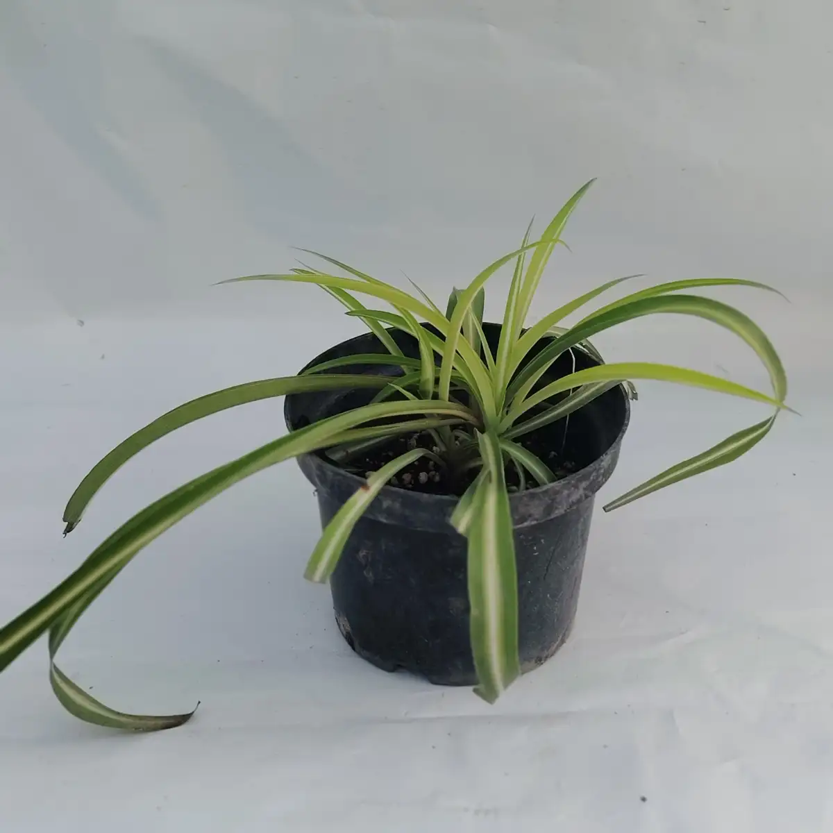 Chlorophytum comosum "Bonnie"
