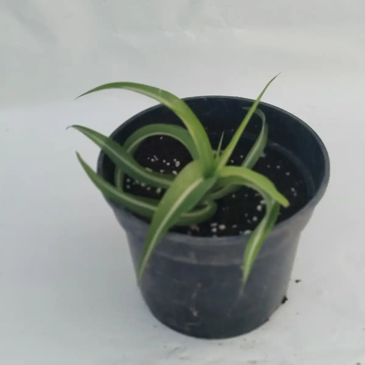 Chlorophytum comosum "ocean"