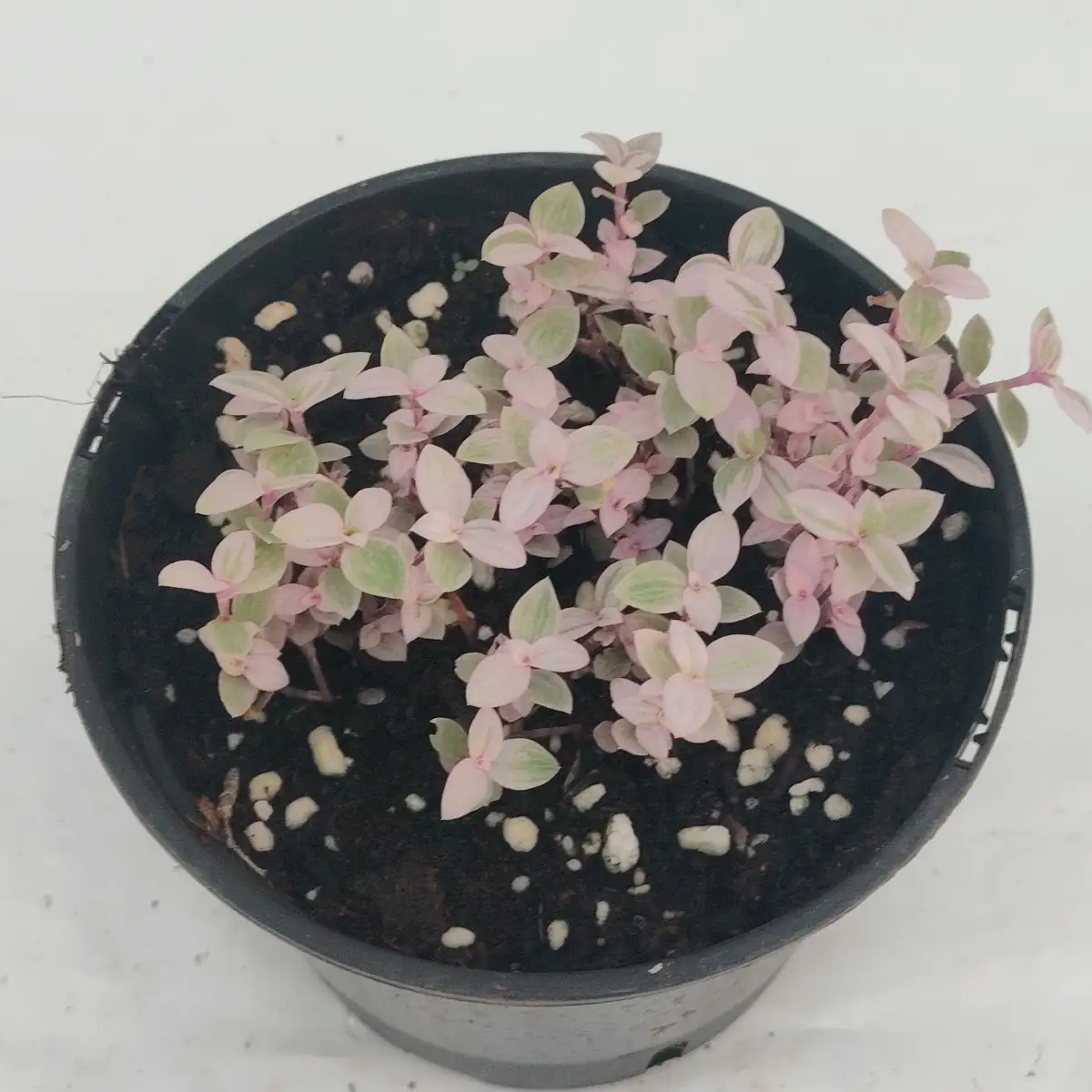 Calisia repens variegata