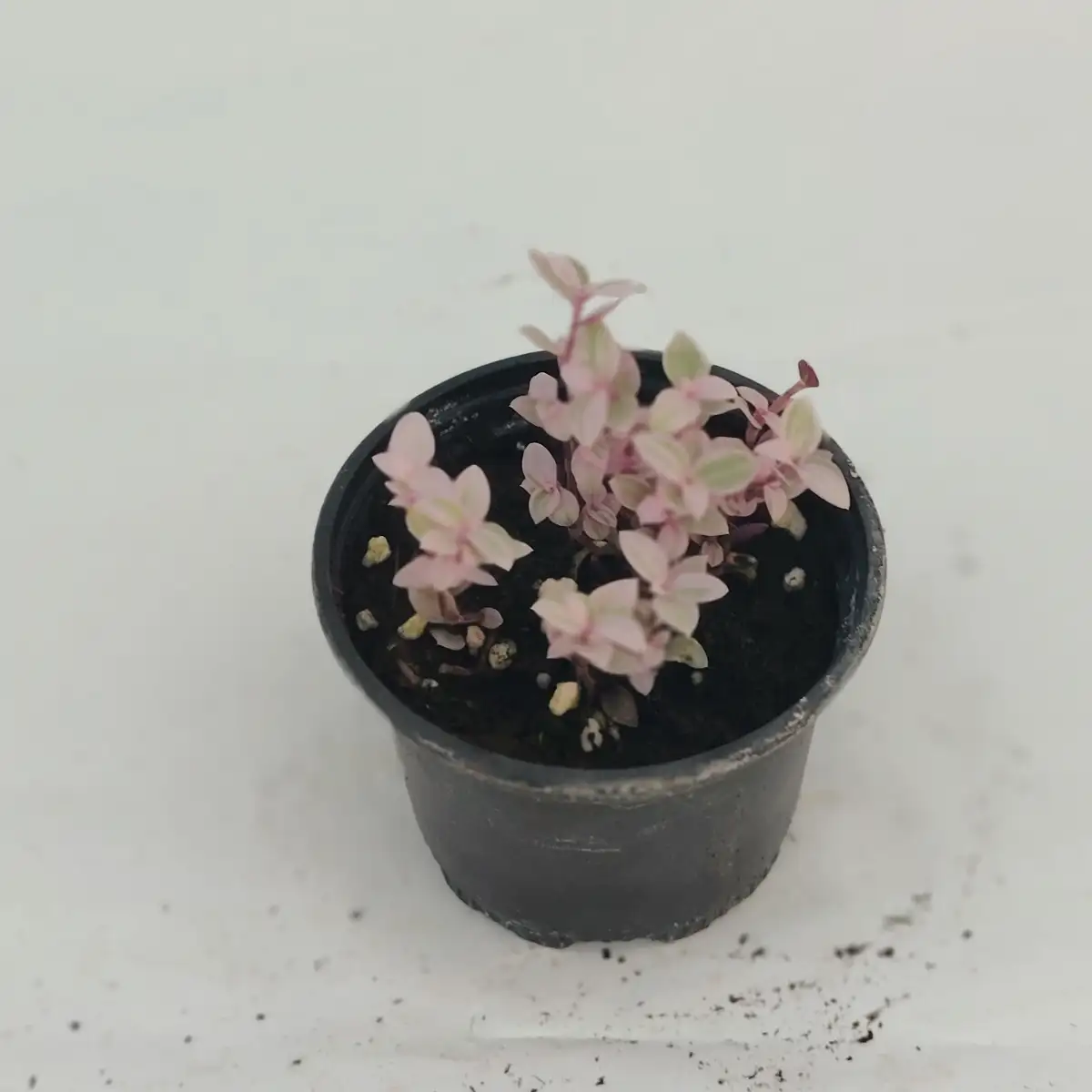 Calisia repens variegata