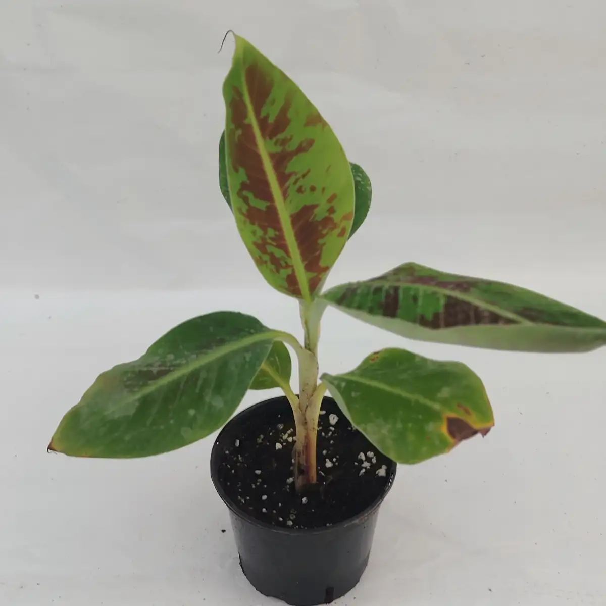musa acuminata dwarf cavendish