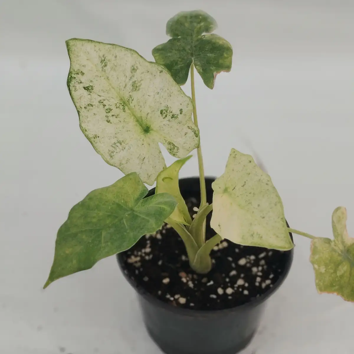 Alocasia macrorrhiza "splash)