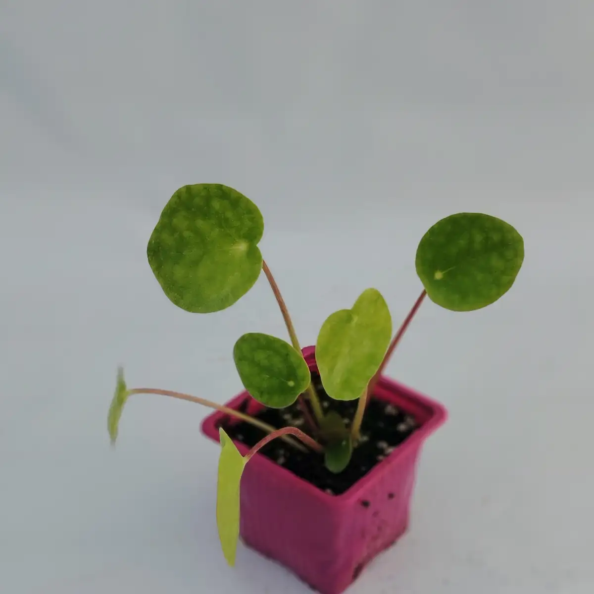 Pilea peperomioides