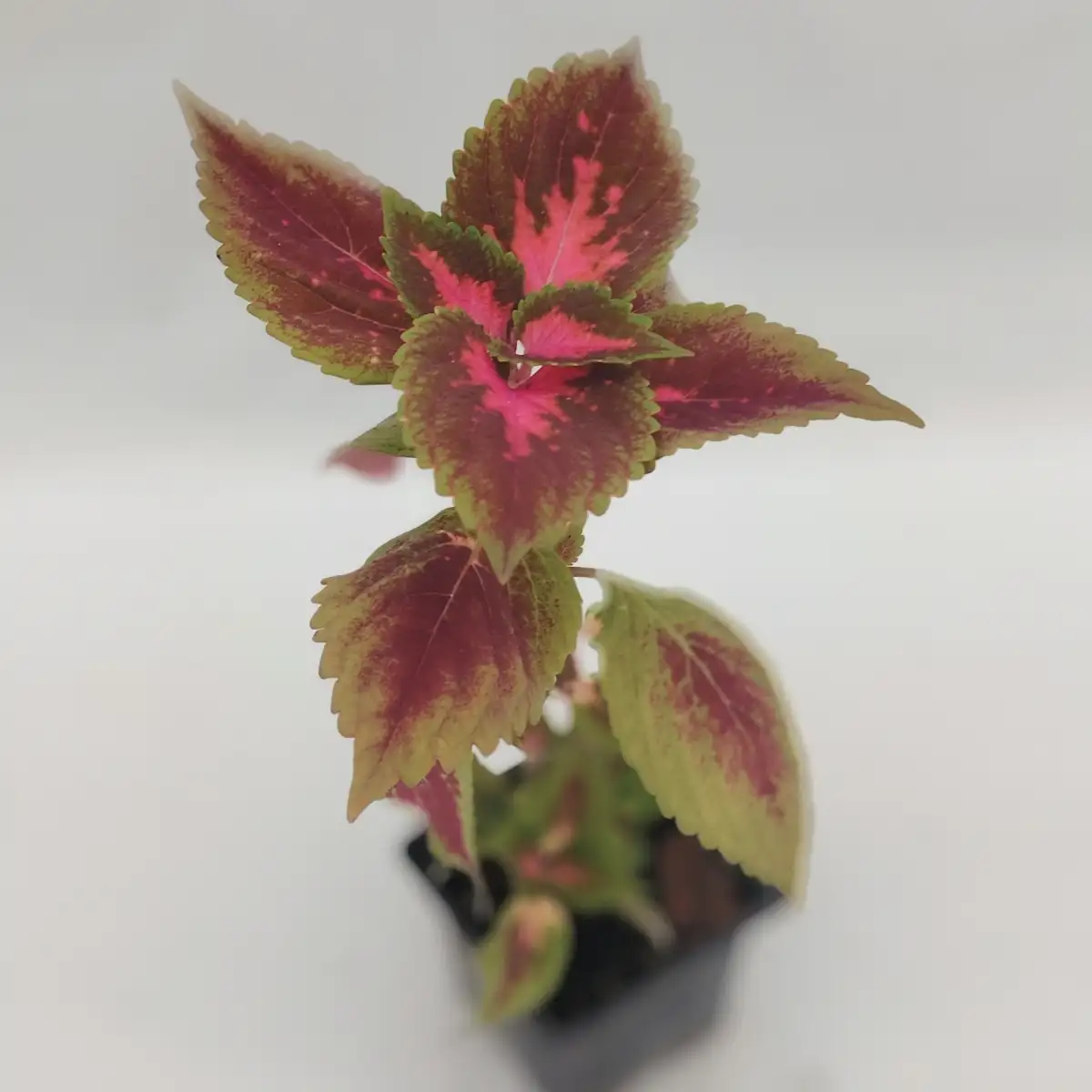 Plectranthus scutellarioides sp