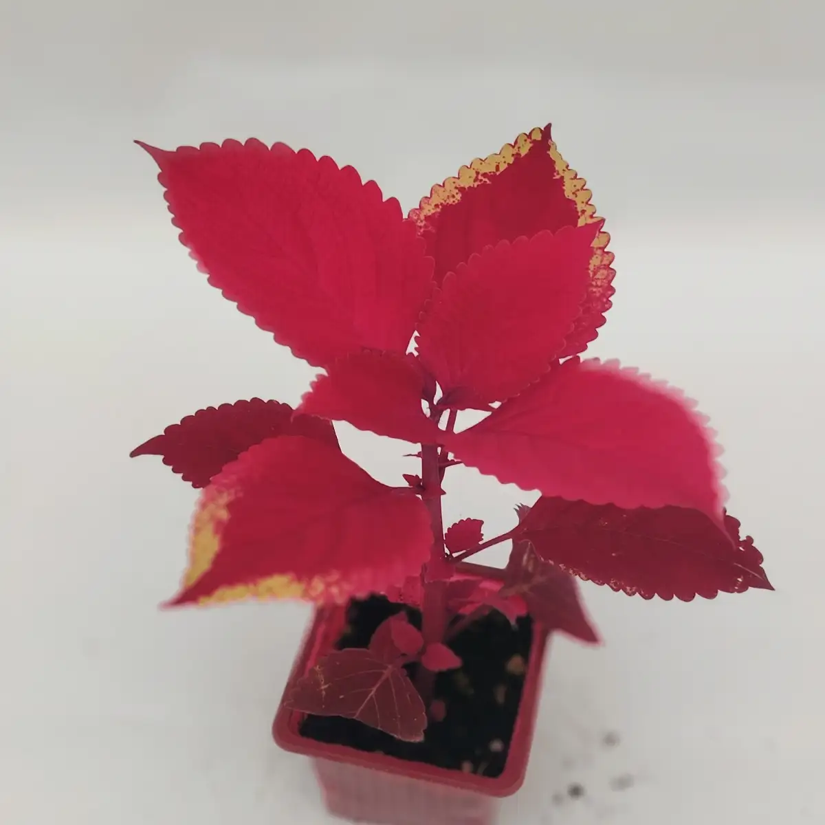 Plectranthus scutellarioides sp