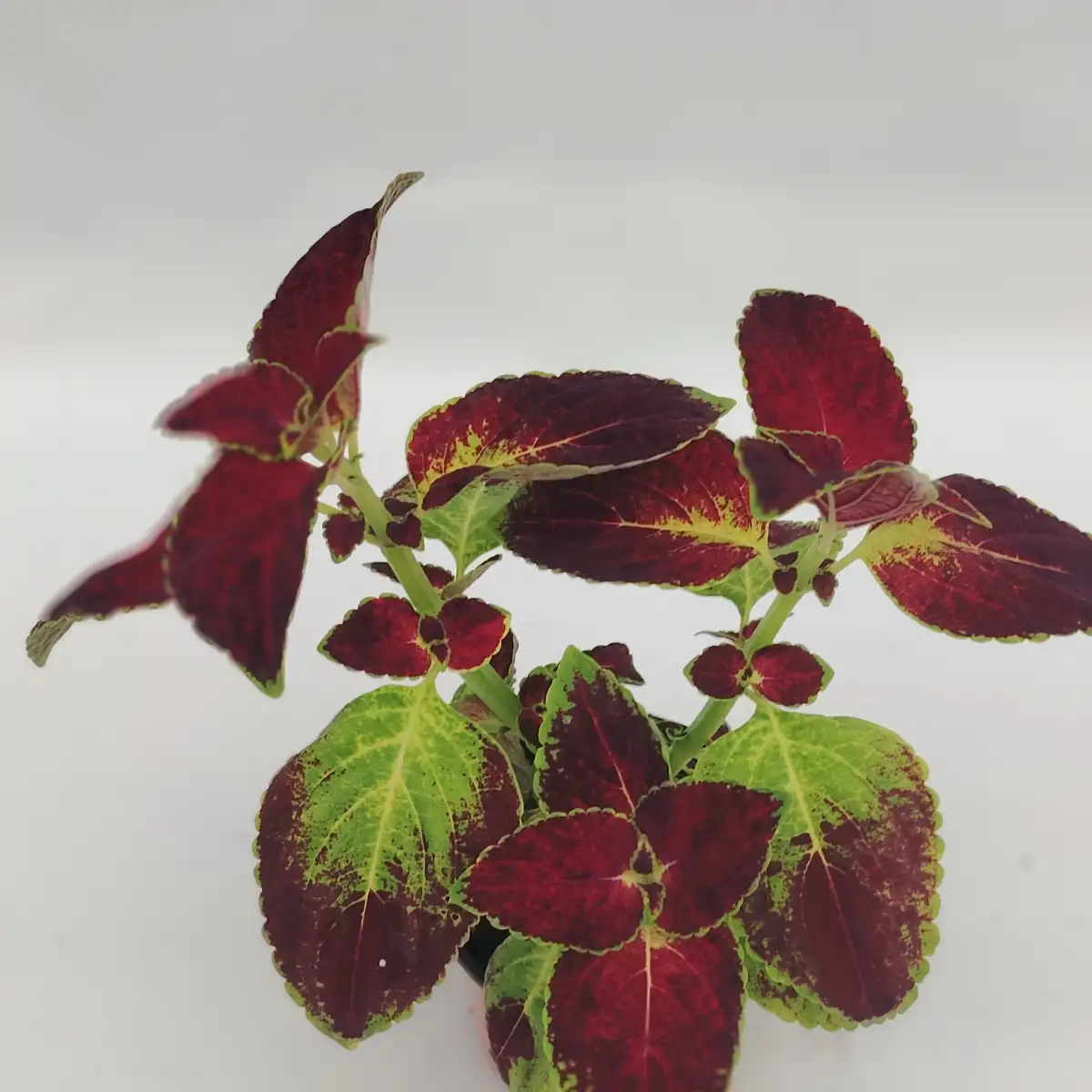 Plectranthus scutellarioides sp