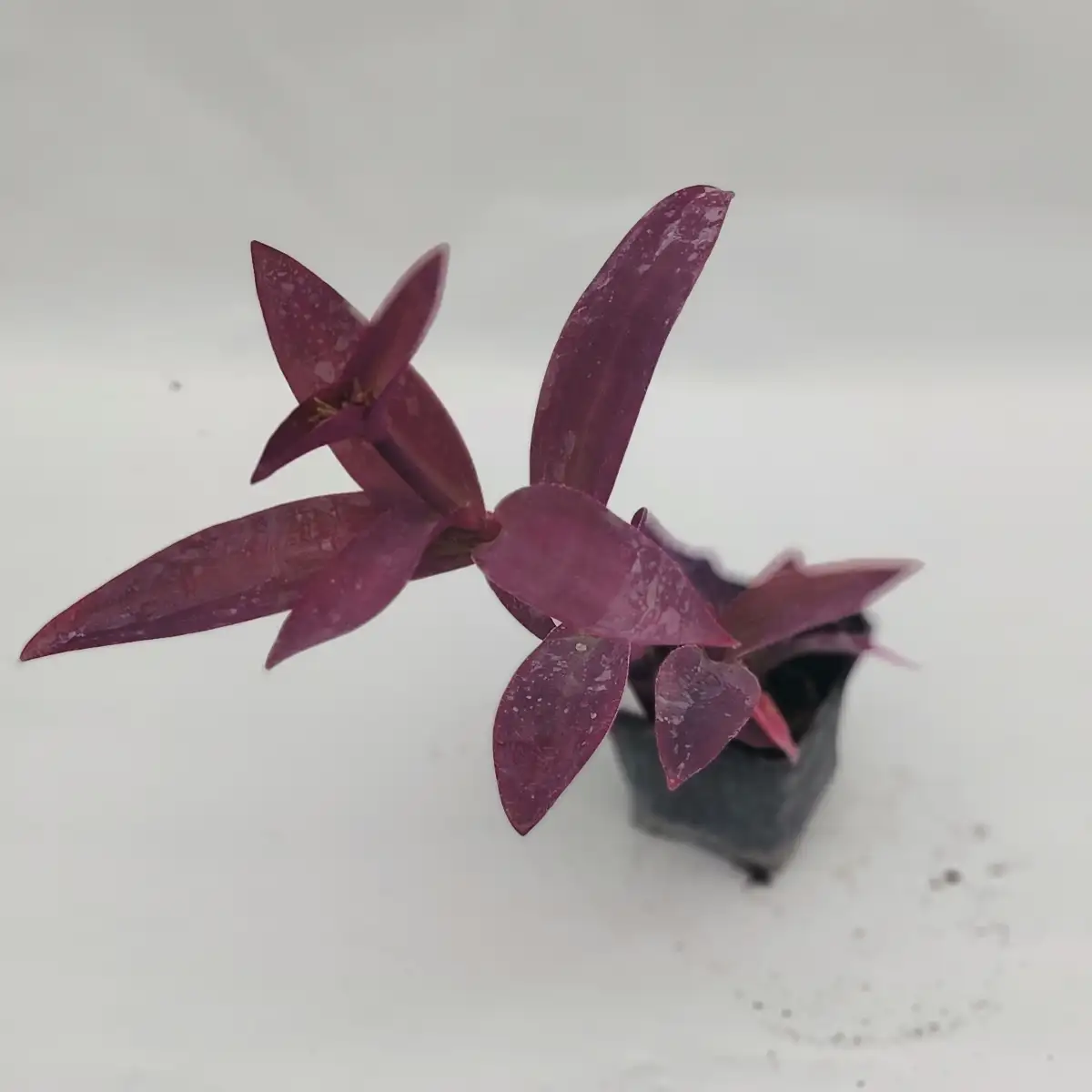 Tradescantia palida – Purple Heart