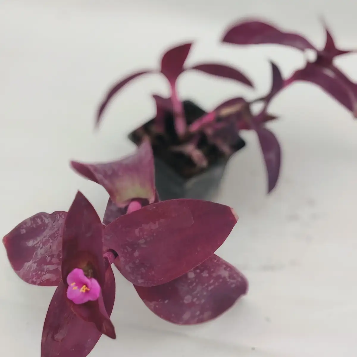 tradescantia pale puma (purple fuzz)