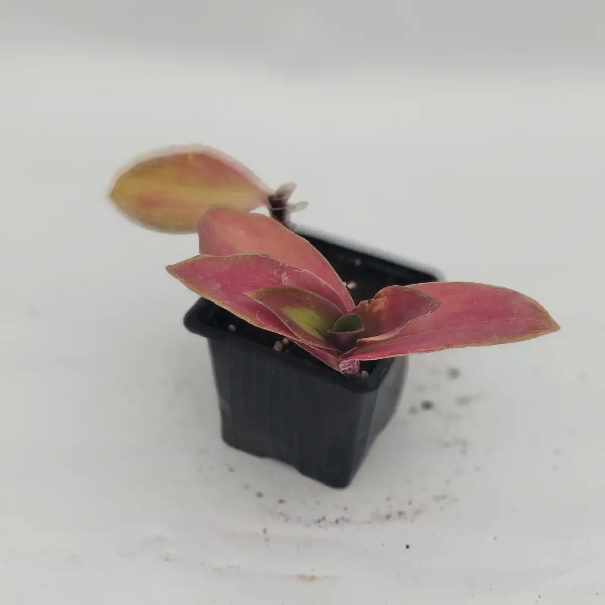 Tradescantia albiflora ‘Blossfeldiana’ (Reverse)