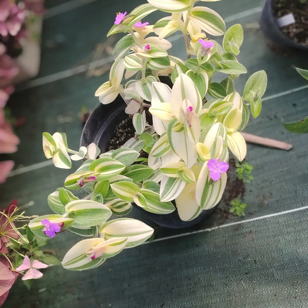 Tradescantia sillamontana variegata