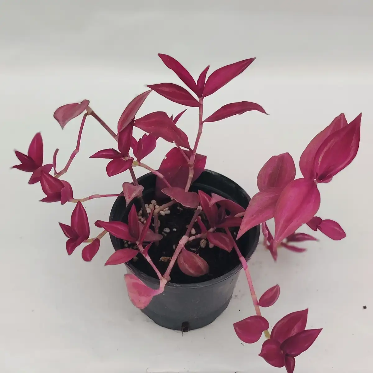 Tradescantia zebrina ‘Burgundy