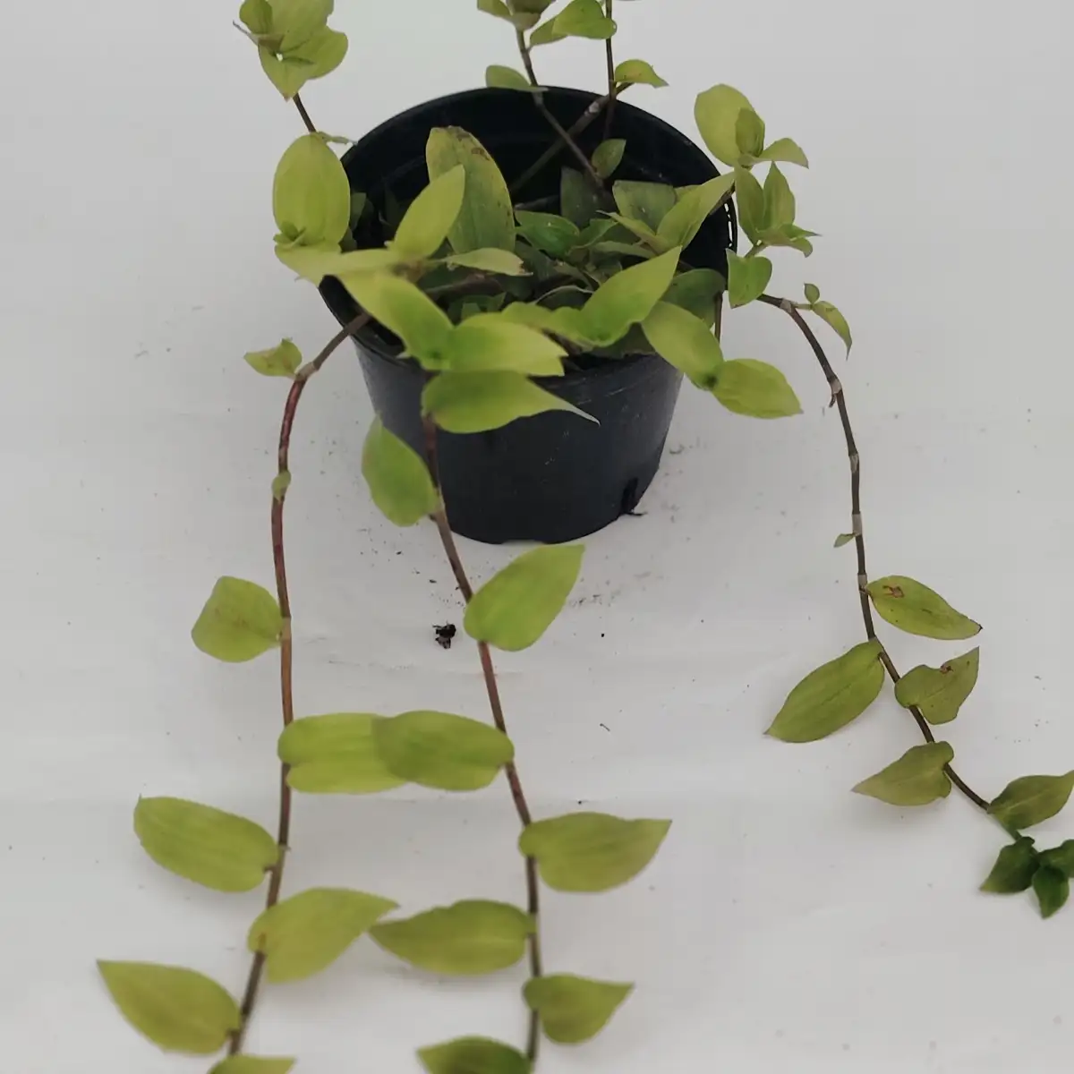 Tradescantia fluminensis ‘Trailing Gold’