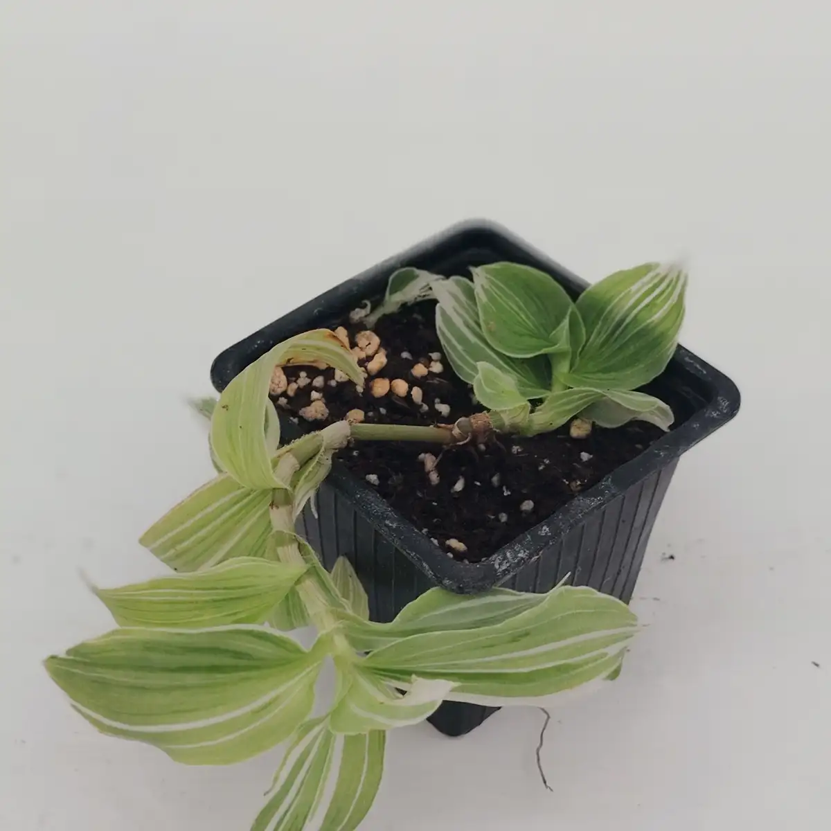 Tradescantia fluminensis "albovittata"