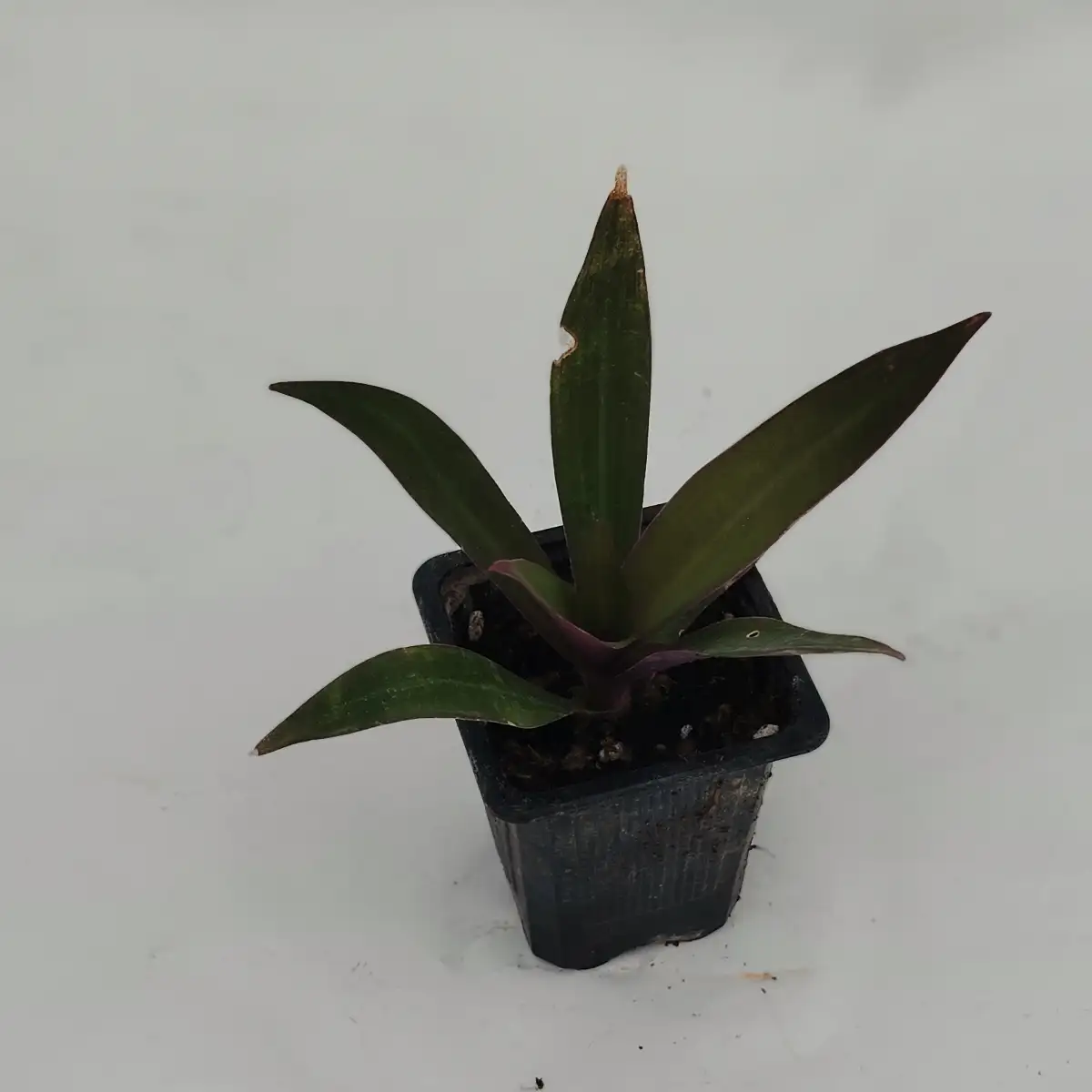 Tradescantia spathacea (Rhoéo)