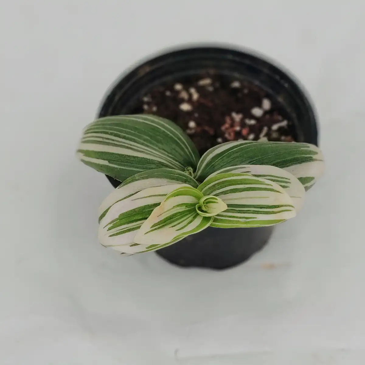 Tradescantia albiflora ‘Brightness