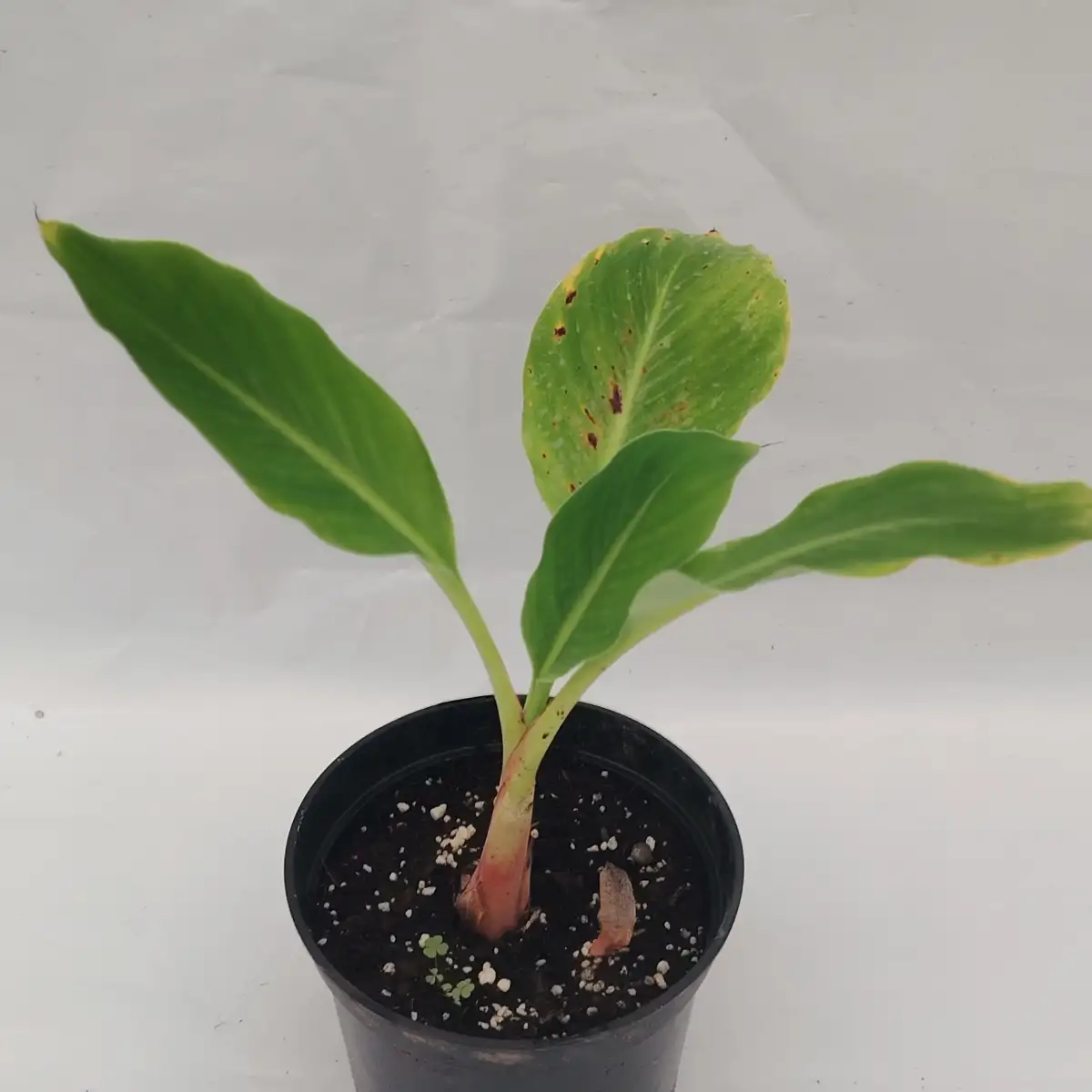 Musella lasiocarpa – Lotus d’Or