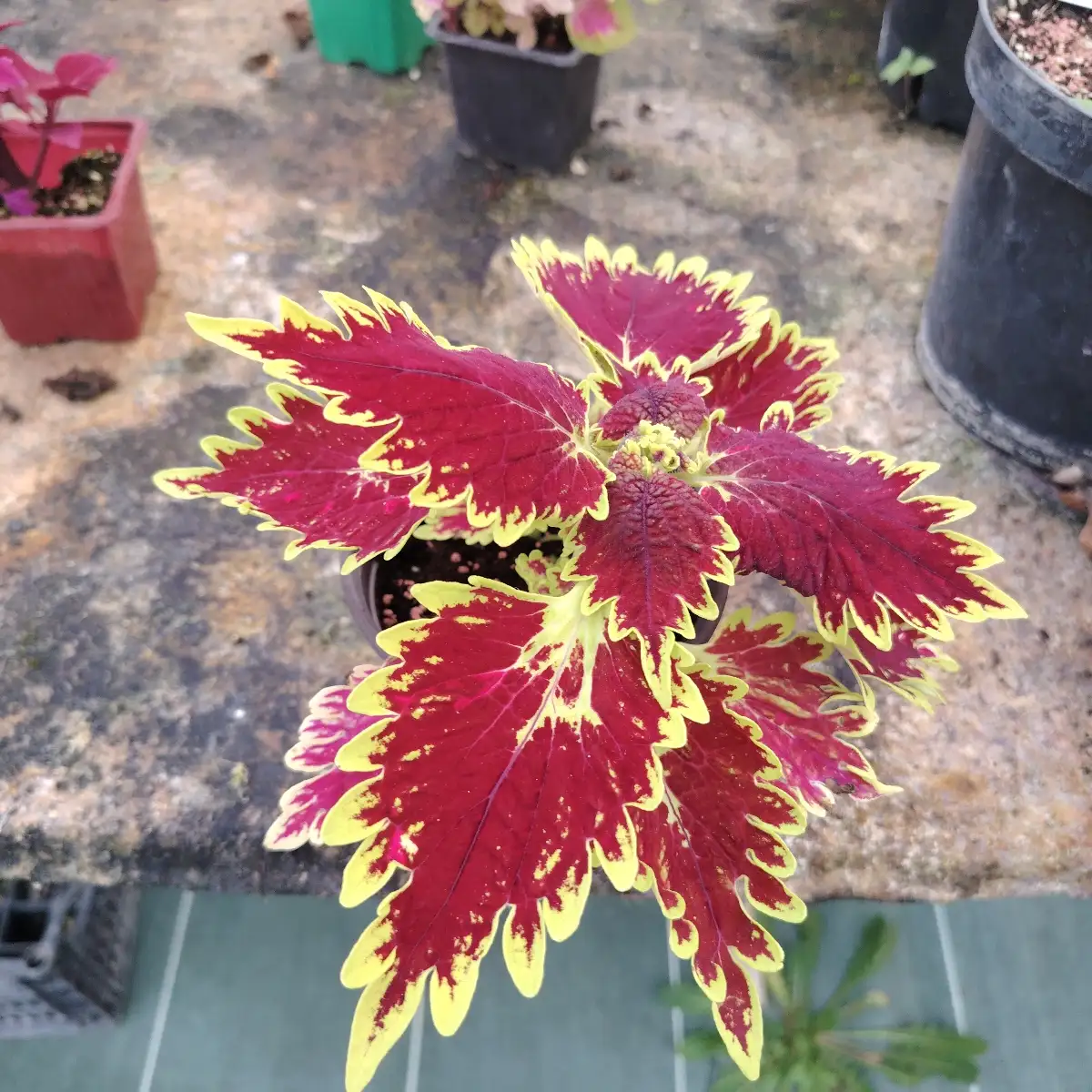 Plectranthus scutellarioides sp