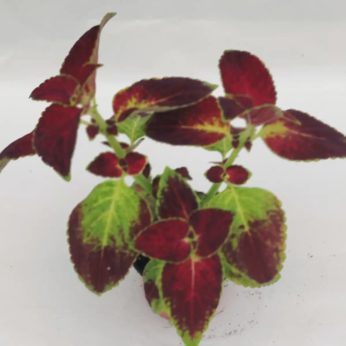 Plectranthus scutellarioides sp