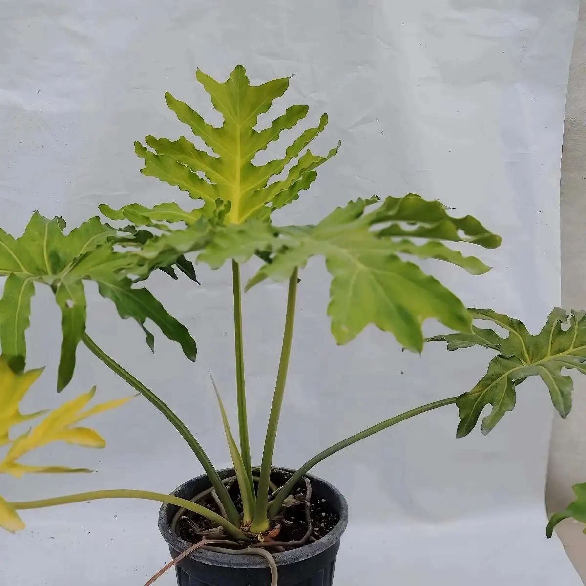 philodendron selloum
