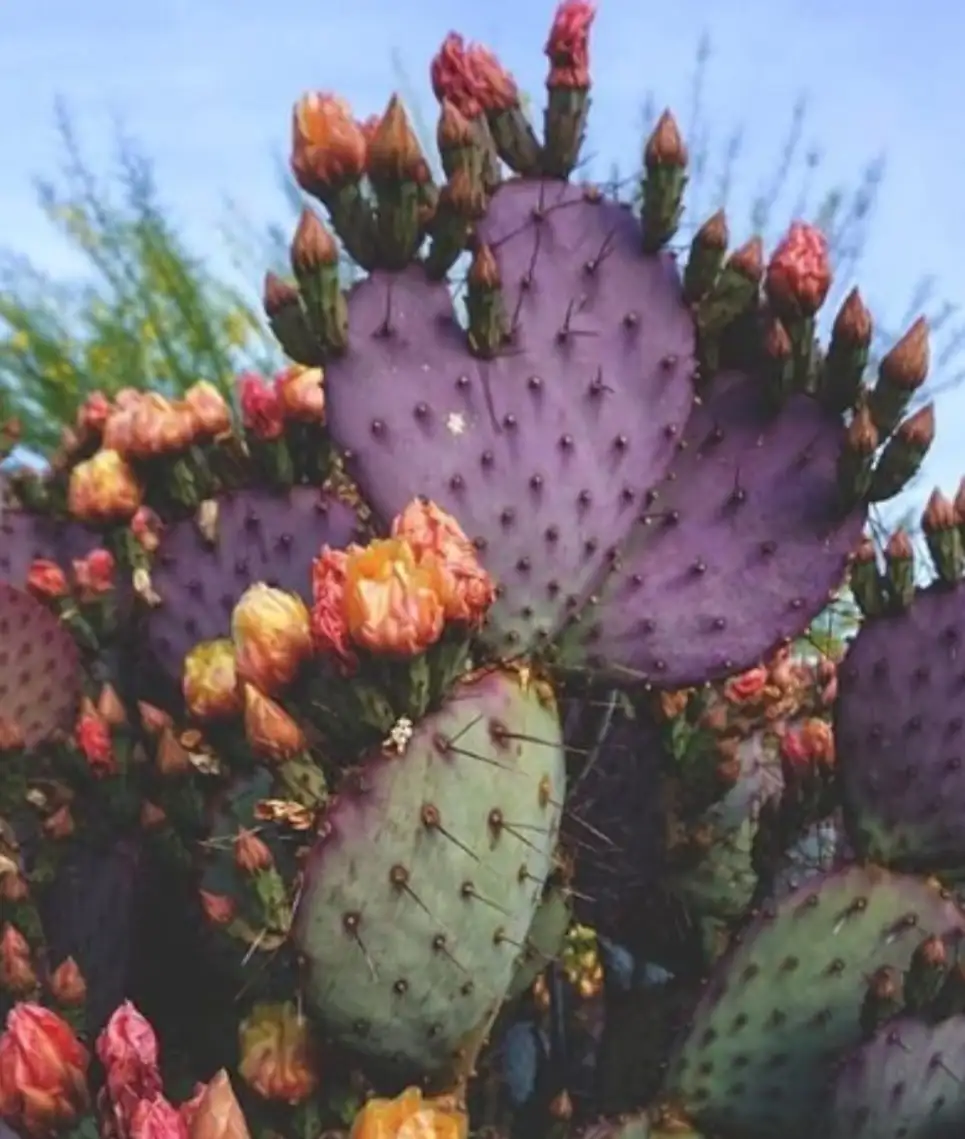 Opuntia violacea ‘Santa Rita’ - clatode