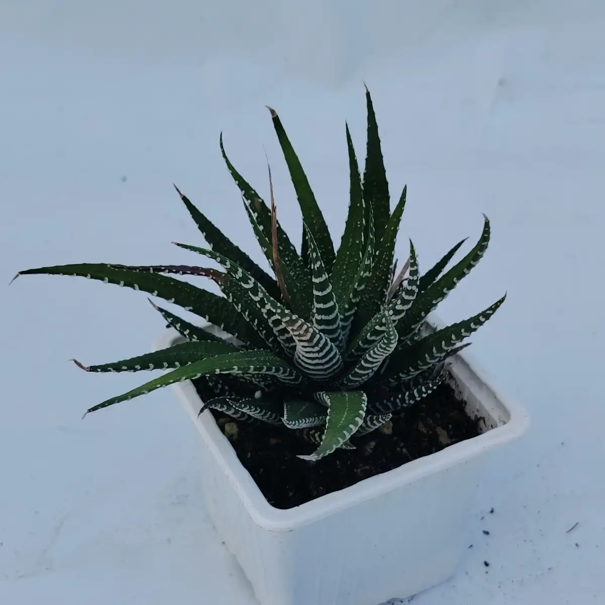 Haworthia attenuata