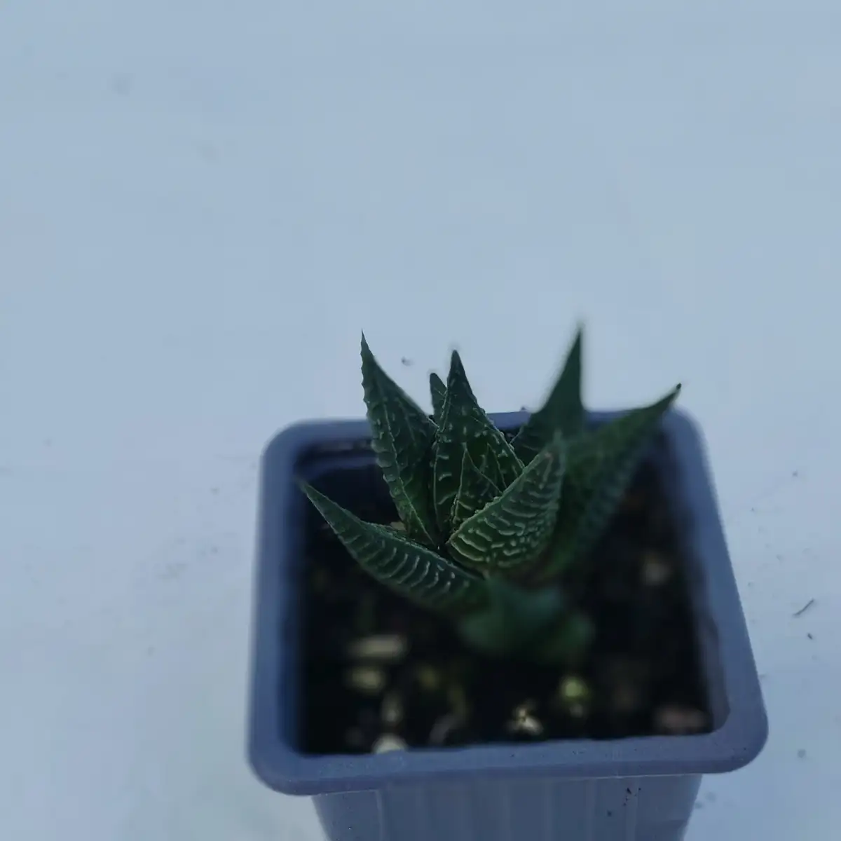 Haworthia limifolia - godet
