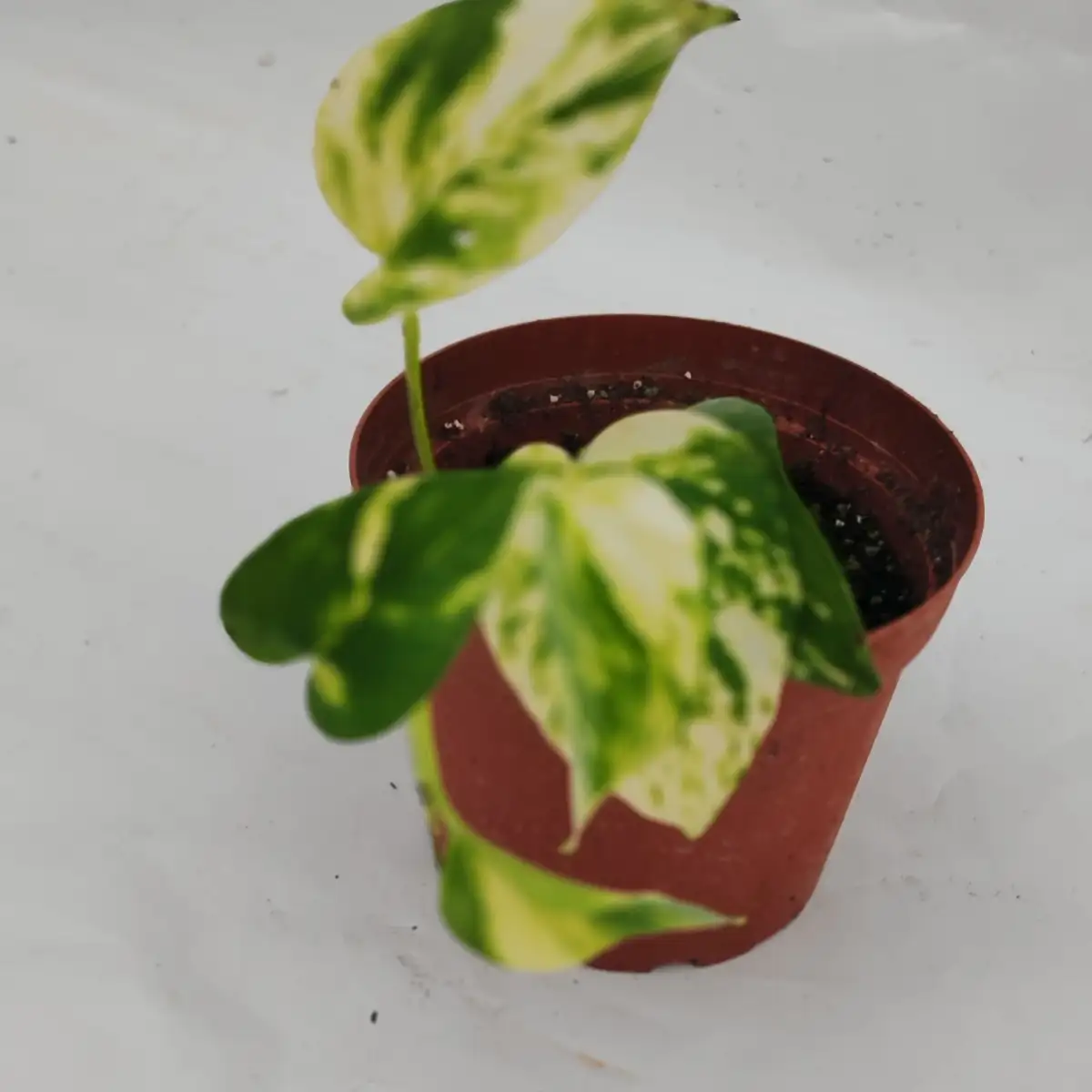 Epipremnum Aureum - Pot 1l
